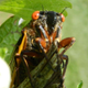 A cicada.